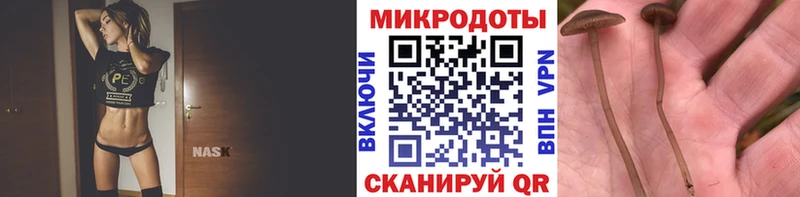 Купить где  Лодейное Поле  Галлюциногенные грибы Cubensis 